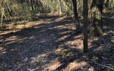 The Bishop’s Blog: Daily Prayer 3-21-22