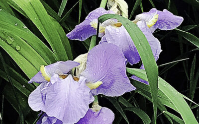 The Bishop’s Blog: Daily prayer 4-28-22