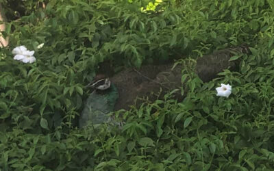 The Bishop’s Blog: Daily prayer 4-17-22