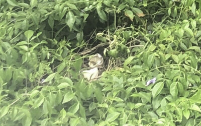 The Bishop’s Blog: Of hummingbirds, crows and civilization