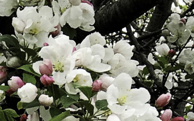 The Bishop’s Blog: Daily prayer 5-12-22