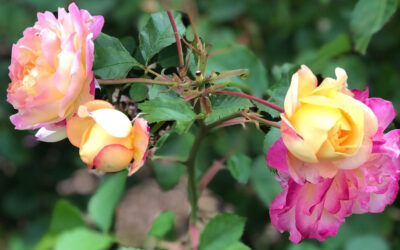 The Bishop’s Blog: Daily prayer 5-22-22