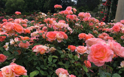 The Bishop’s Blog: Daily prayer 5-23-22