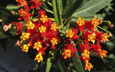 The Bishop’s Blog: Daily prayer 7-17-22