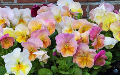 The Bishop’s Blog: Daily prayer 7-24-22