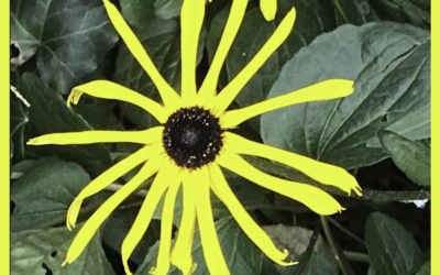 The Bishop’s Blog: Daily prayer 8-10-22