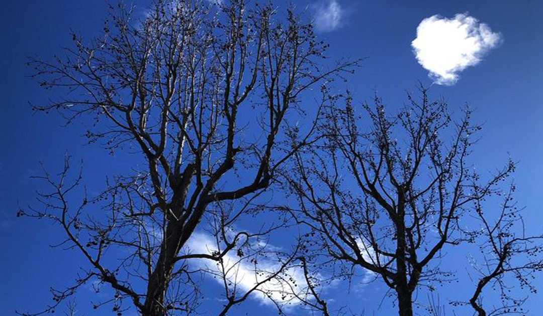 Daily prayer: Winter trees