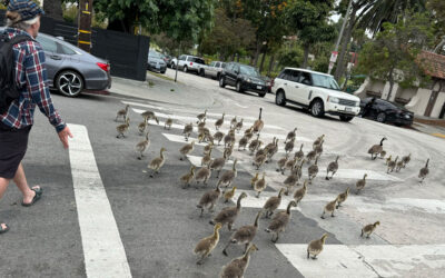 Beatles and goslings