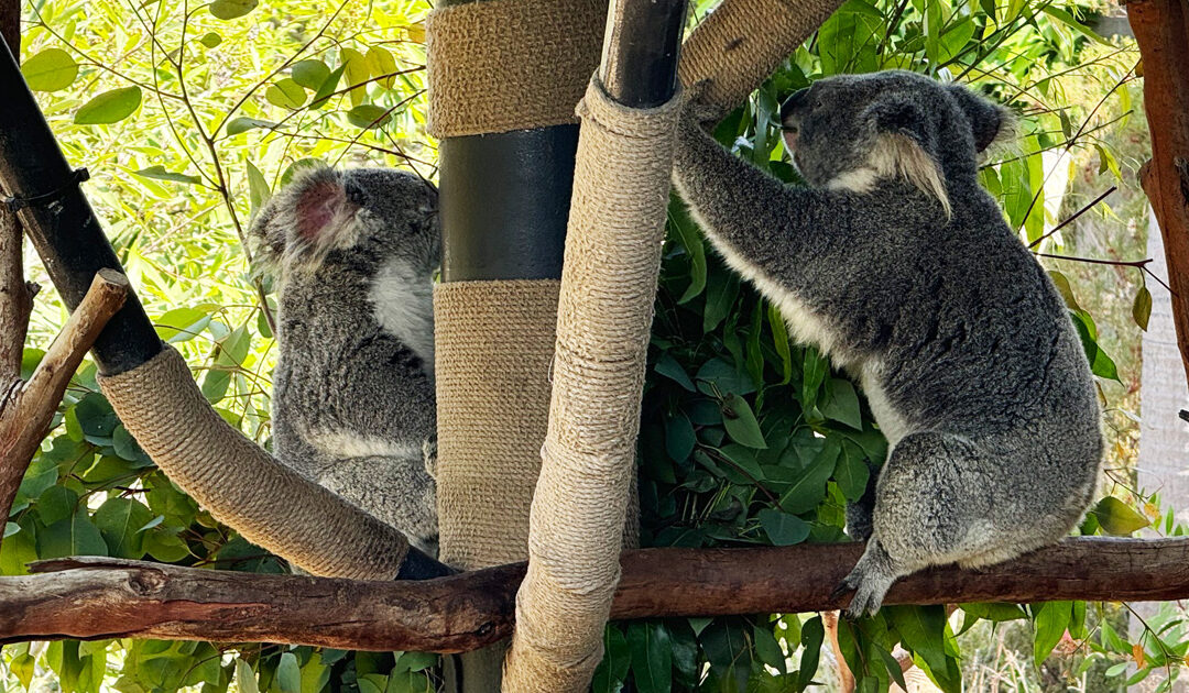 The San Diego Zoo and koala that jazz