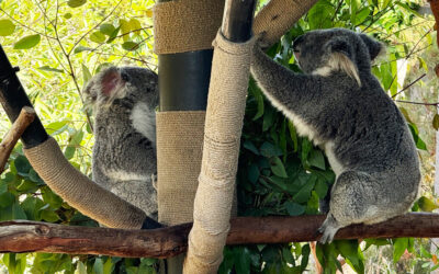 The San Diego Zoo and koala that jazz