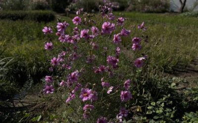 Daily prayer: Grace to ask