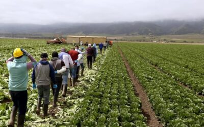 Daily prayer: Field workers